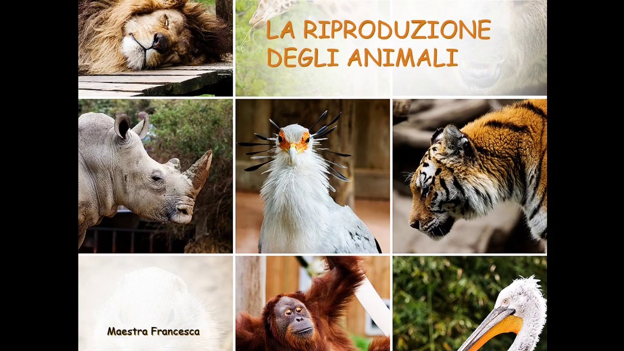 La riproduzione degli animali