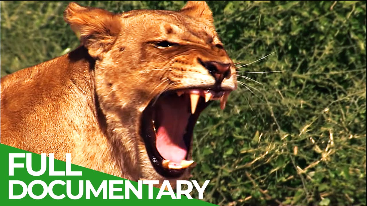 Lions vs. Elephants - Life on the Edge | Free Documentary Nature