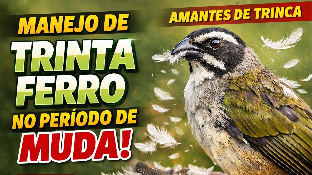 Trinca Ferro De Fibra Amantes De Trincas está ao vivo!