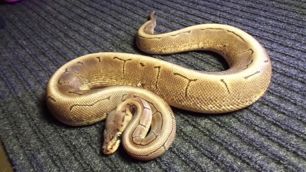 Ball python unboxing I got from Always Evolving Pythons! Info below.