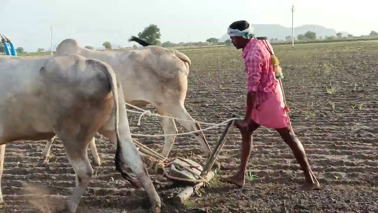 haridagiri Suresh Bulls 