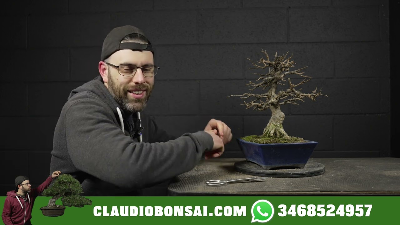 NUOVO ACERO TRIDENTE BONSAI