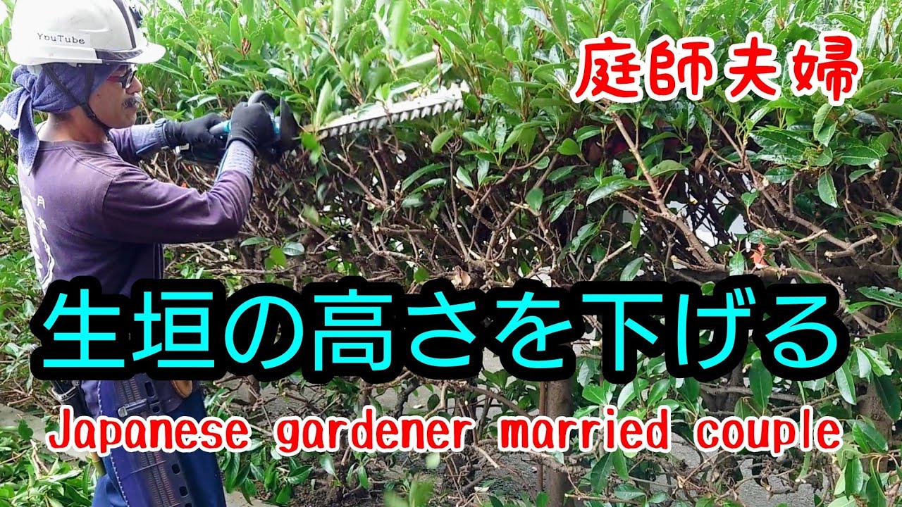 【庭師夫婦 gardener married couple】#196 サンゴジュの生垣の高さを下げます！