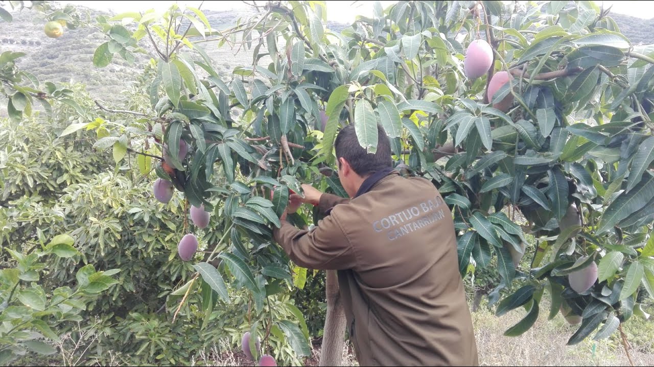Recolección del mango en Almuñécar, Granada