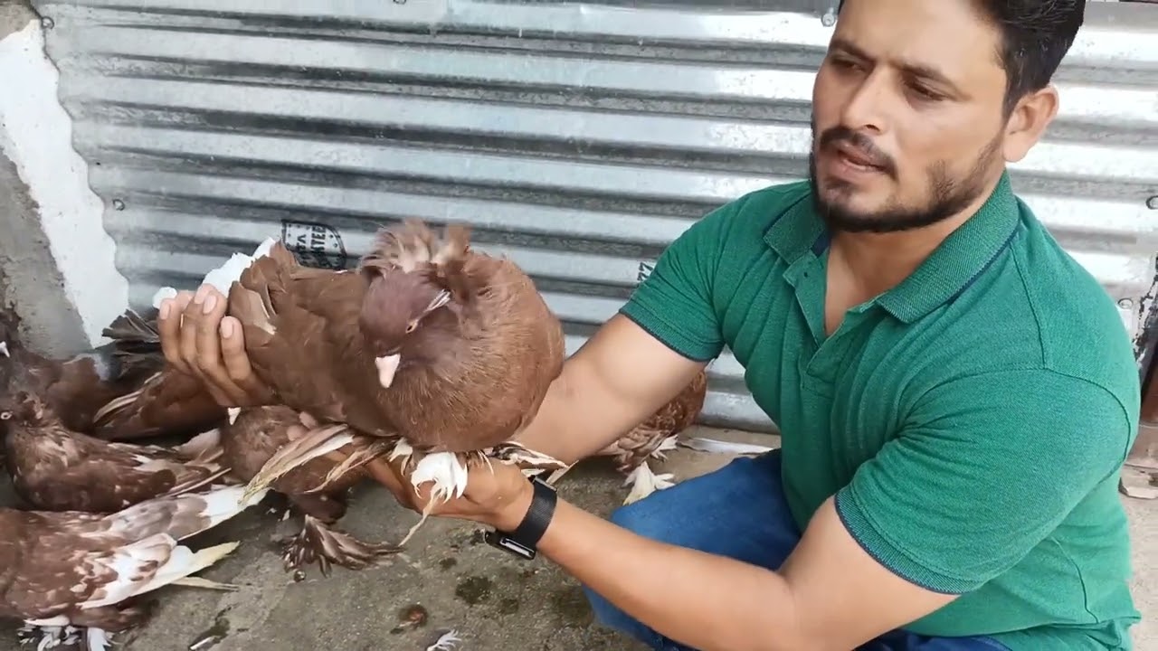 Hungarian giant house pigeons Red colour family