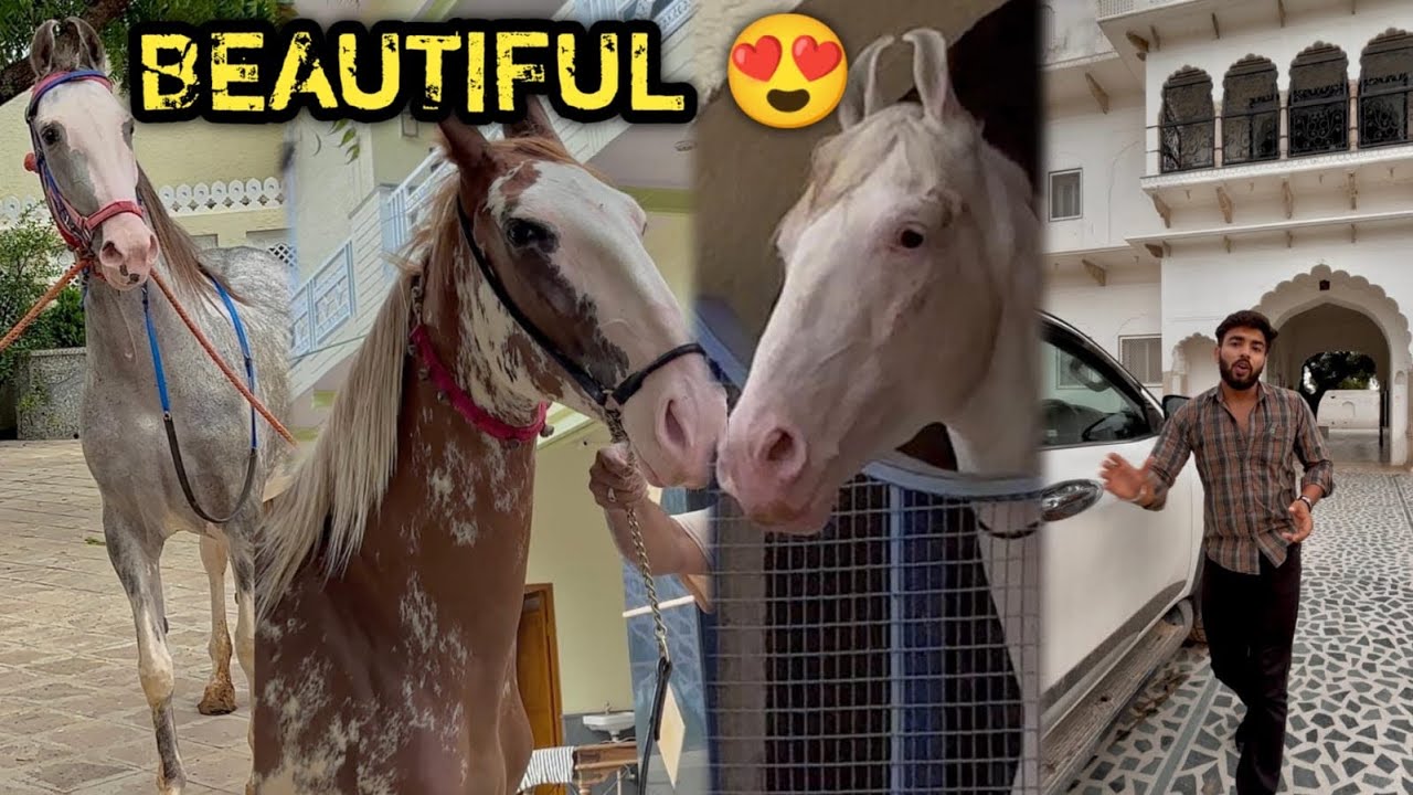 NEW PET COMING SOON 💕BTA0 RAJSTHAN S£ KYA L£ KR AAU PEHELWAN FARMS PR 😍B0H0T KUCH HA! YAHA 😘