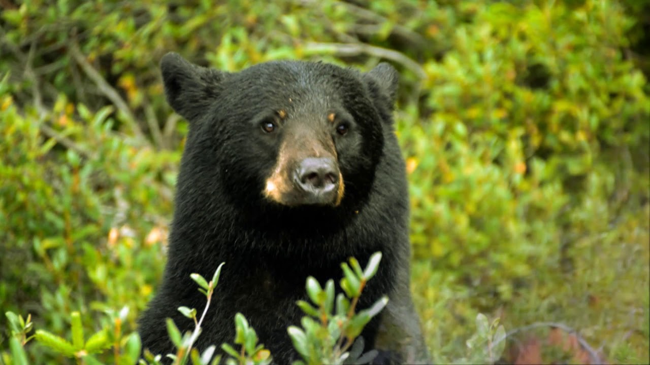 Oso negro (90% herbivoro)