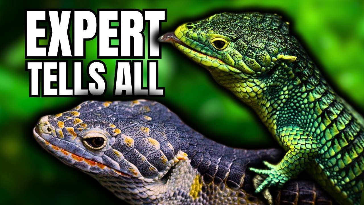 Abronia Lizard Care Guide