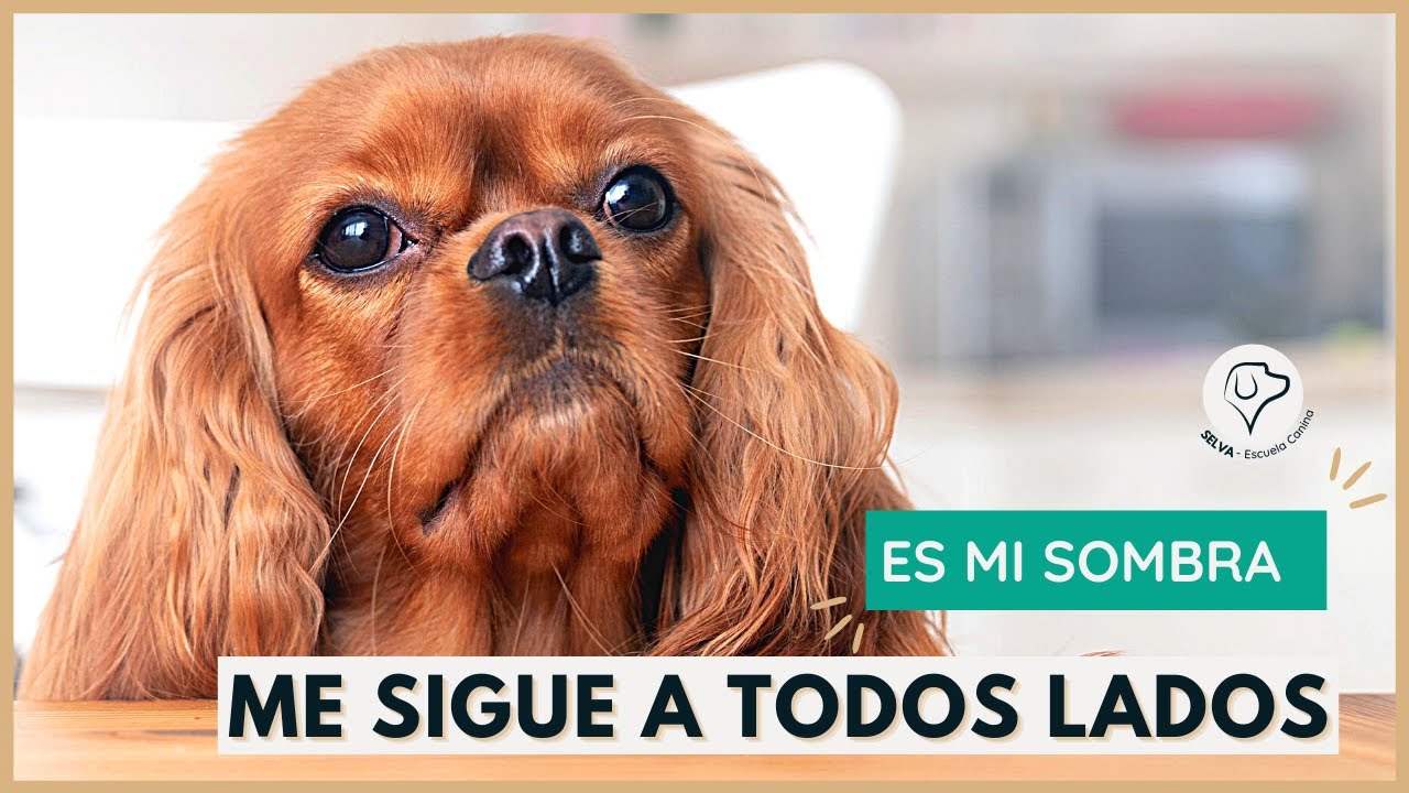 Por qué tu PERRO te sigue a TODOS LADOS 👀 Descubrelo 💥