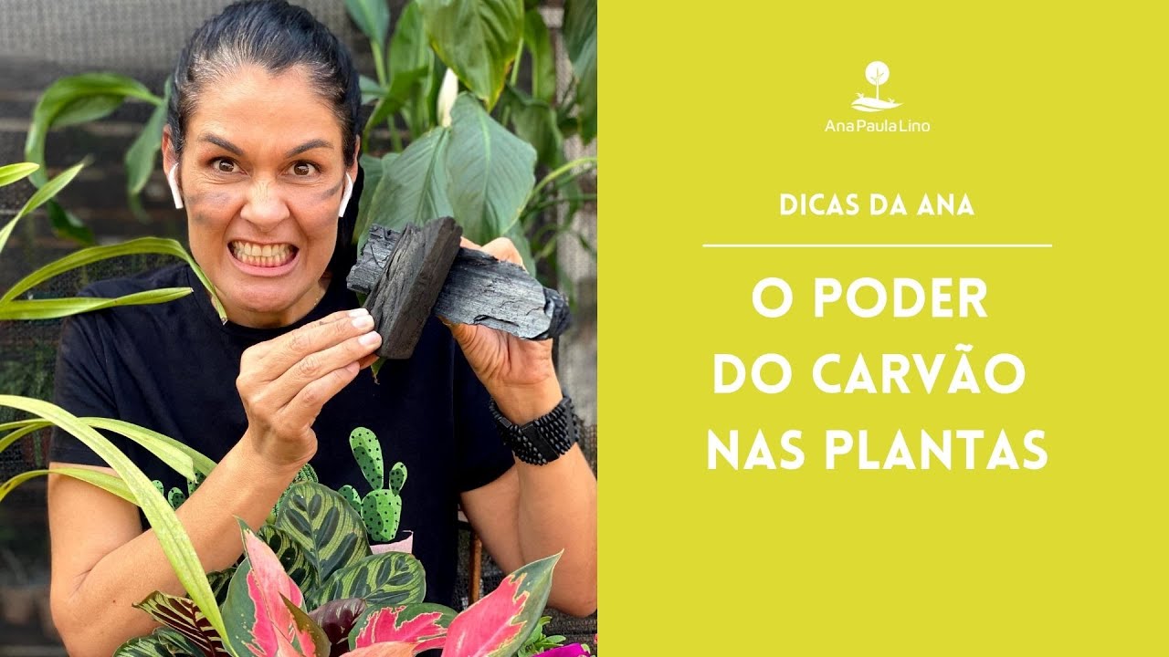 DICAS PRÁTICAS DA ANA: Como usar carvão nas plantas?