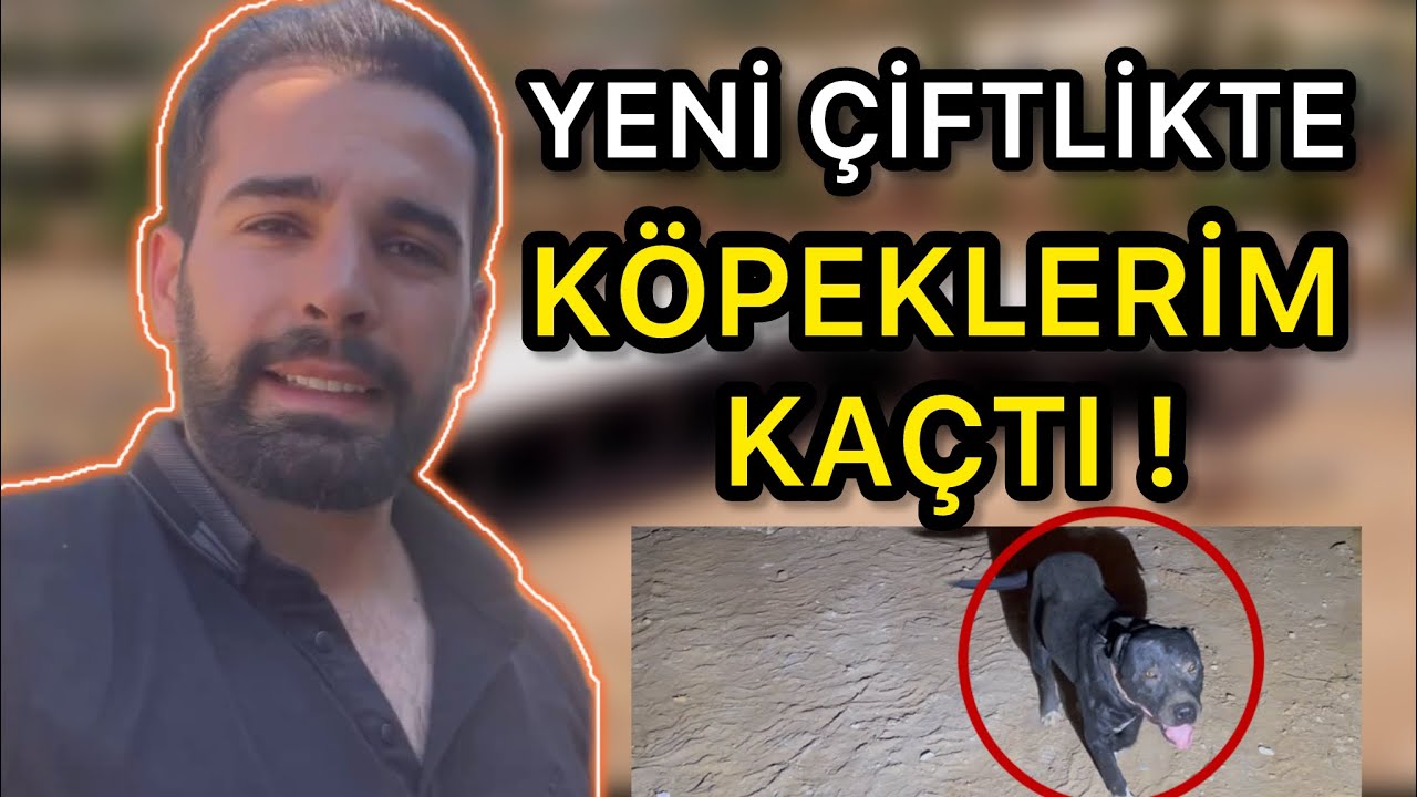 YENİ ÇİFTLİKTE KÖPEKLER KAÇTI !