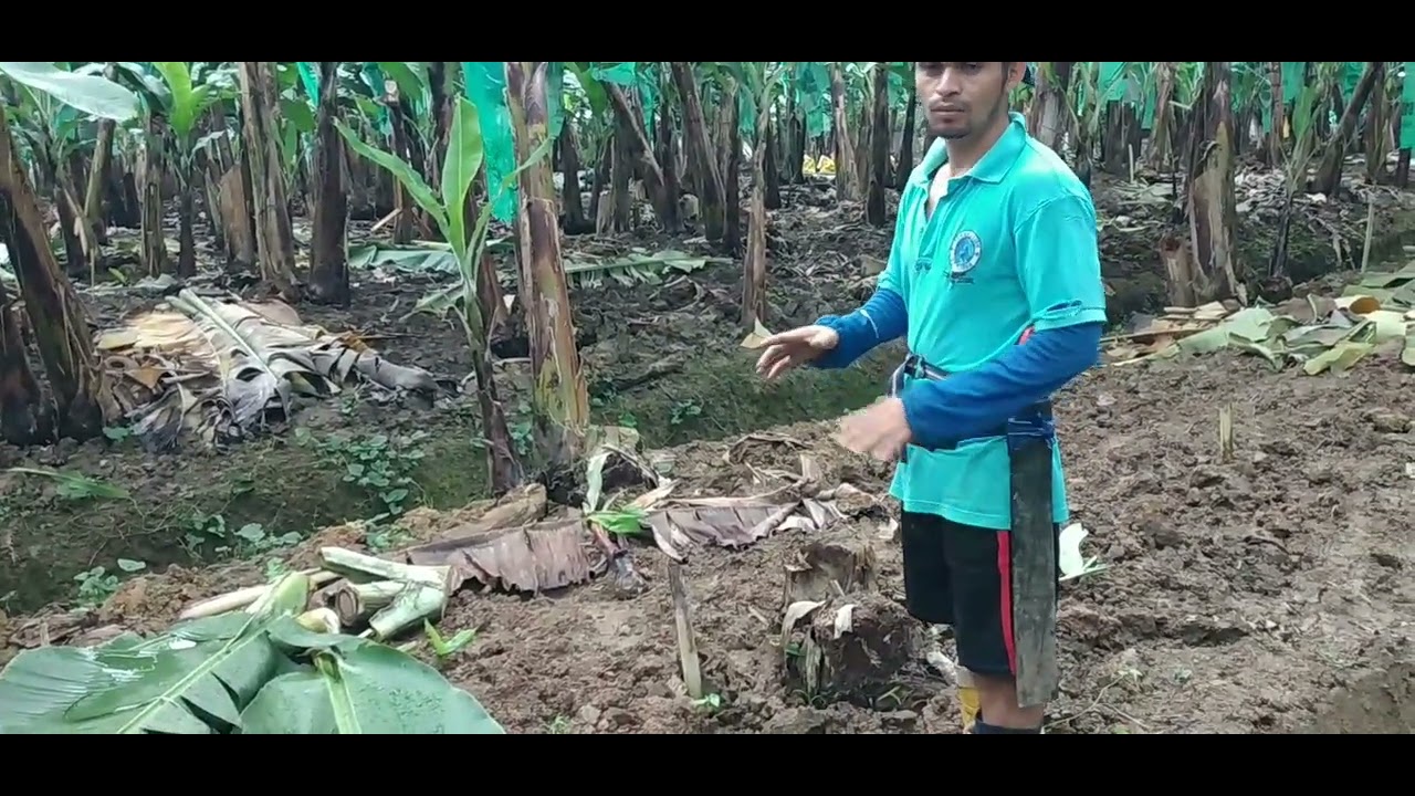 RESIEMBRA DE PLANTAS DE BANANO CON CABALLO