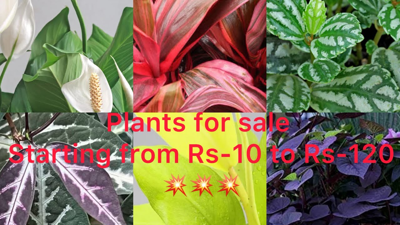 WhatsApp:9895462574.Plants for sale Starting from Rs-10 to Rs-120. #homegarden # houseplants