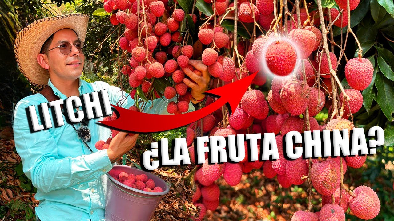 LITCHI LA FRUTA AFRODISÍACA | Lo que NO debes hacer al sembrar en acodos | 150 toneladas de cosecha