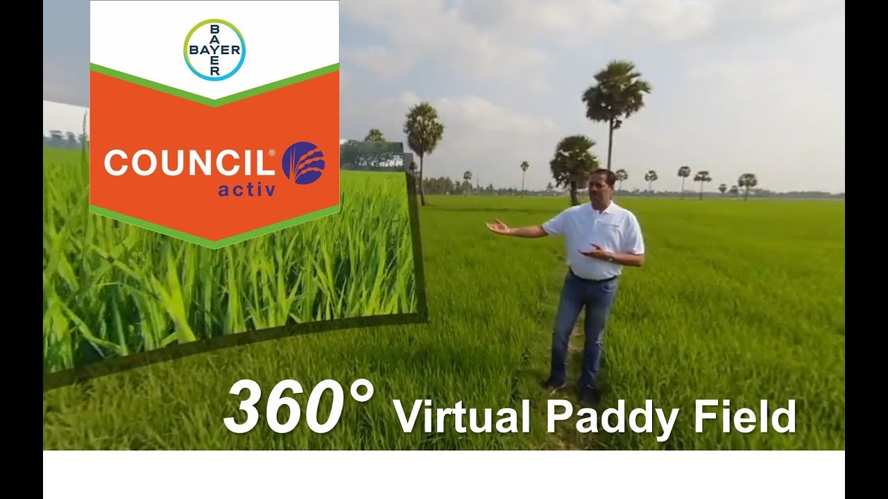 Post-Emergent Herbicide Solutions for Paddy Fields: Council Activ | Bayer CropScience India