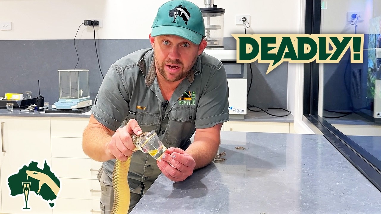 Most FASCINATING King Brown Snake Facts! | Venom Diaries
