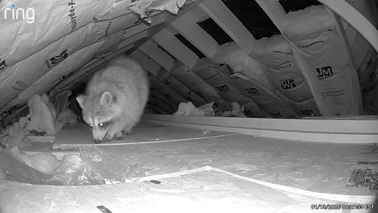 Raccoon in the attic 1/13/2026