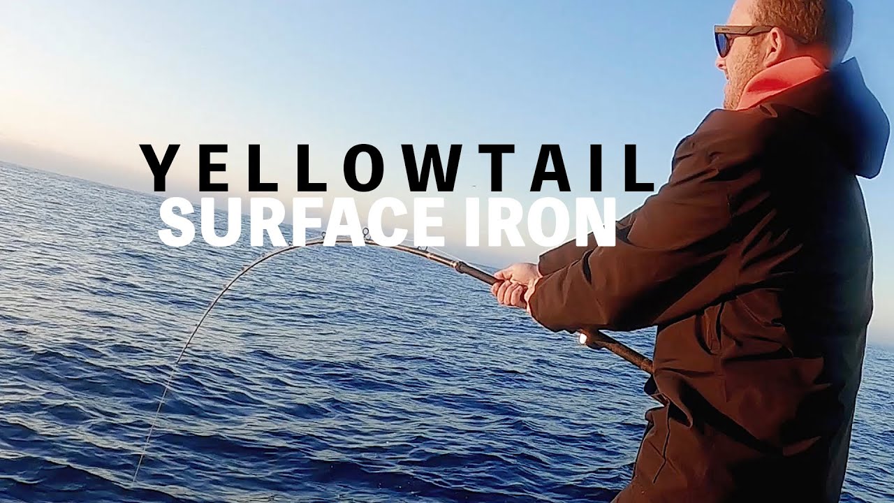 Winter Yellowtail on the JRI STINGER 4 Surface Iron