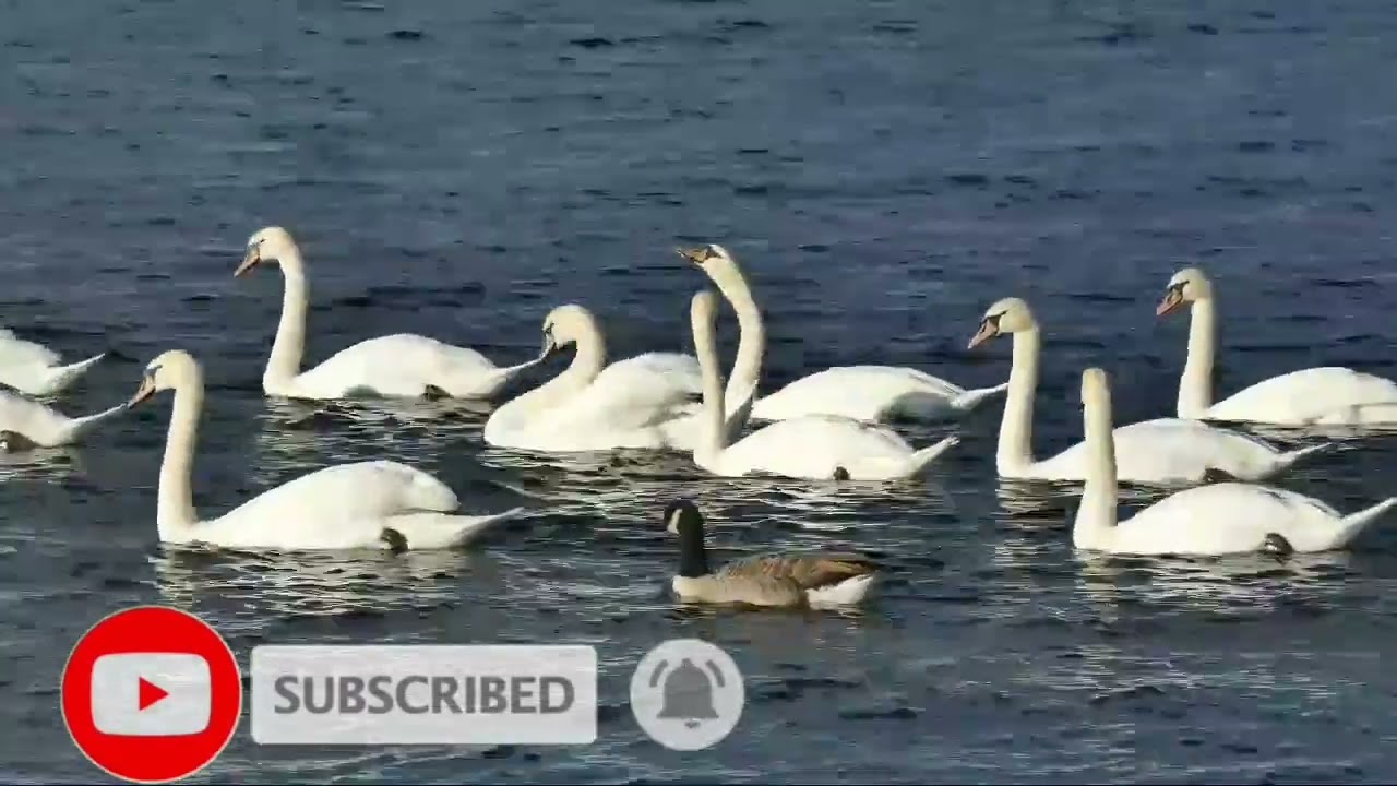 Duck and Goose video || Animal Video || Birds