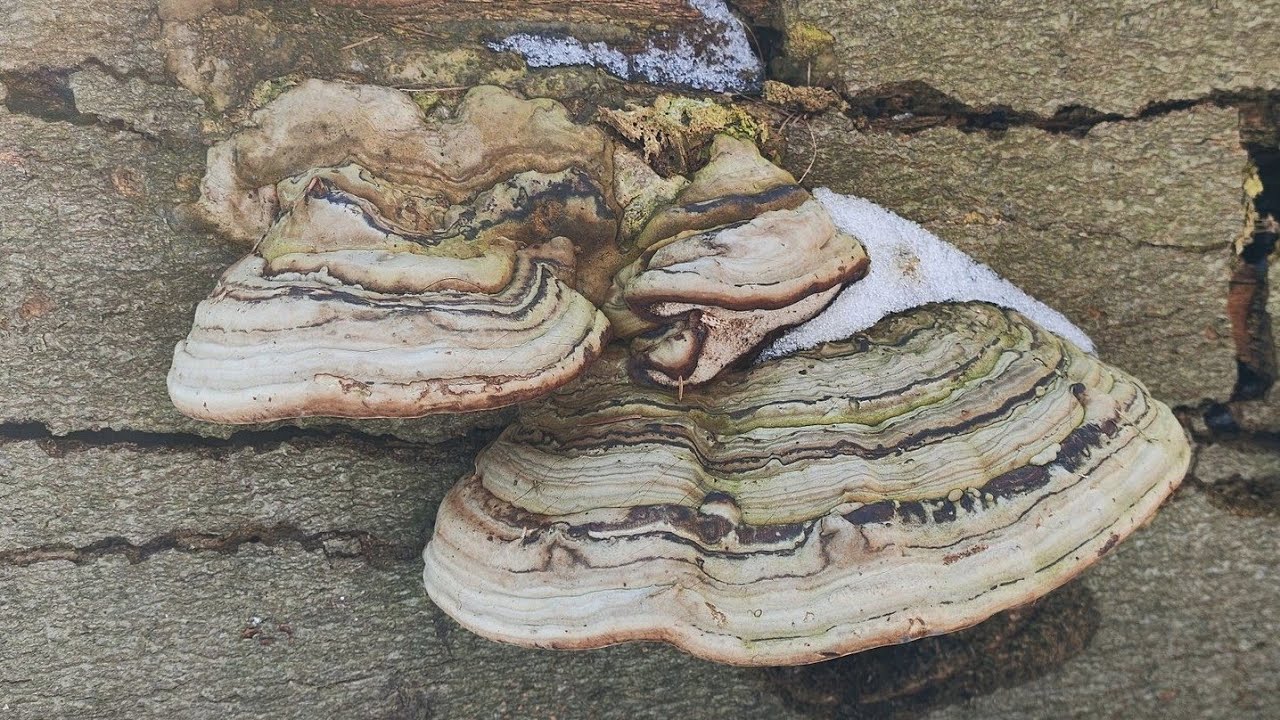 Гриб копытный (Fomes fomentarius) универсальный гриб