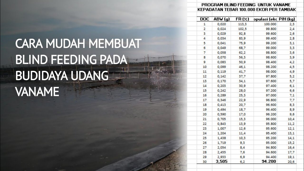 CARA MUDAH MEMBUAT  BLIND FEEDING PADA BUDIDAYA UDANG VANAME
