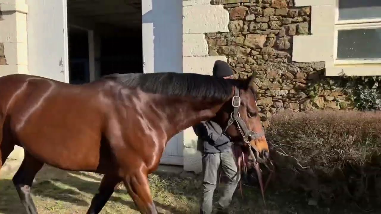 Route des Étalons 2023 : Gustav Klimt au Haras d’Annebault avec Vita Riva