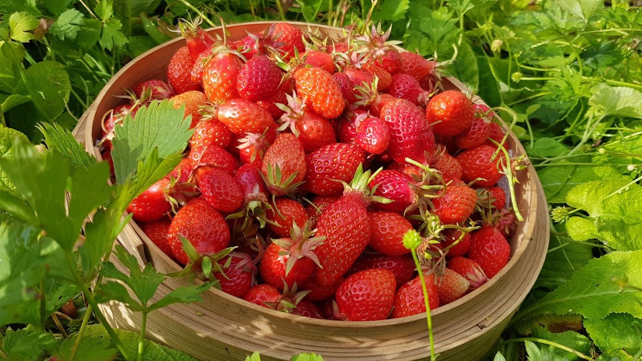 Hidup di luar negeri - Panen strawberry organik ke 3 x - Stroberi kebun - Vetrarini Leroy