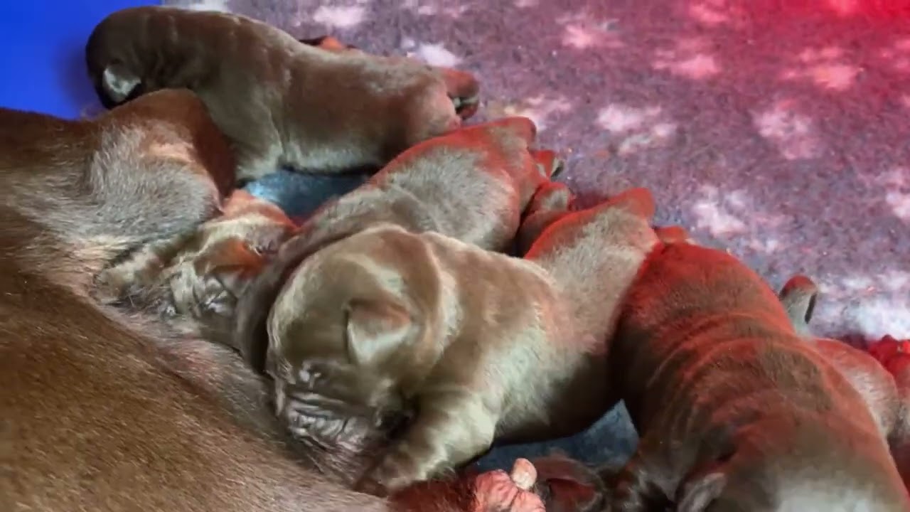Feliz navidad 2025.  Cachorros de Mohana y Bonus