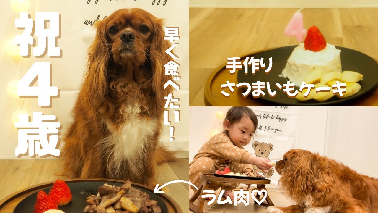 【祝４歳】お誕生日を全力でお祝いする1歳児と大好物のプレゼントに喜びを隠せない愛犬が可愛すぎました♡【キャバリア】【密着】【手作りケーキ】