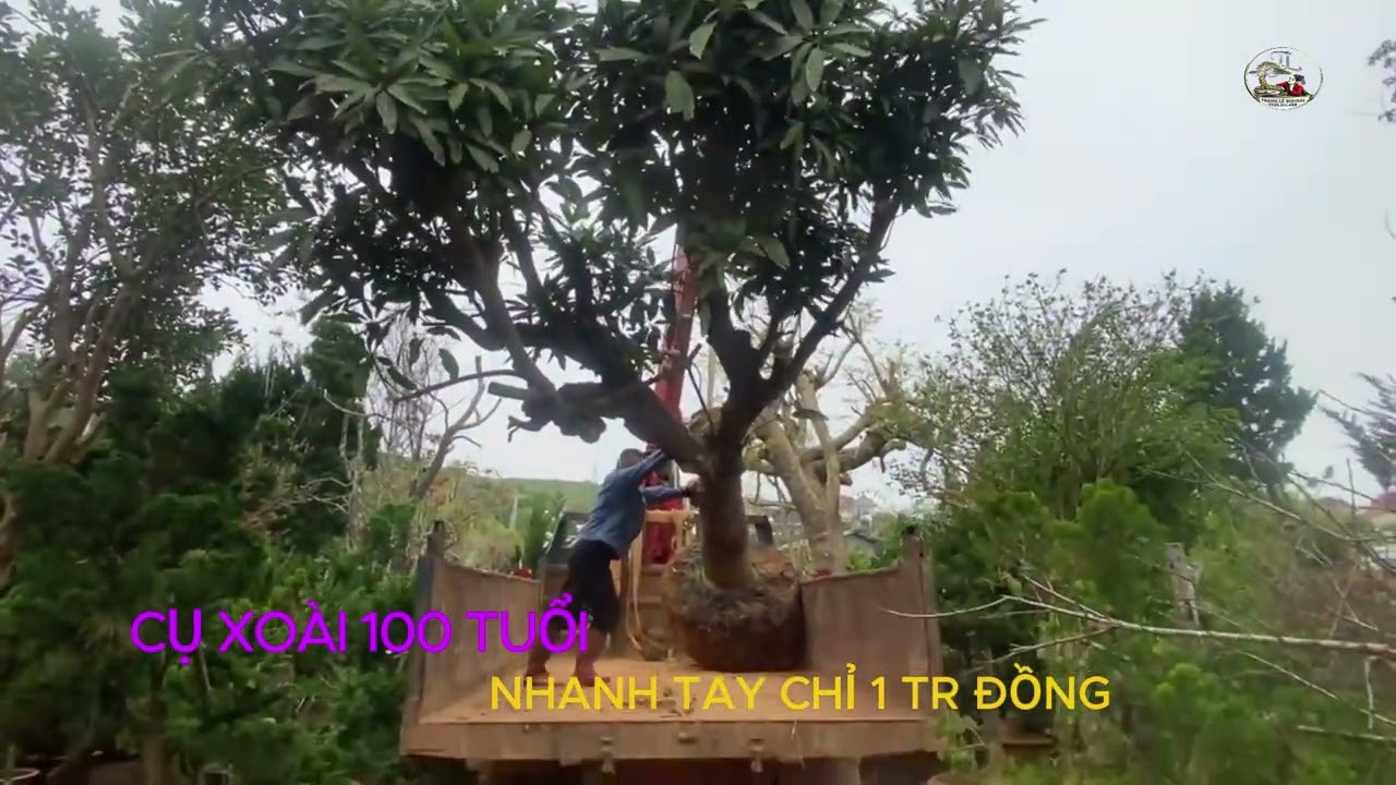 Xoài Cổ Thụ Giá 1 Triệu – Thật Hay Đùa?