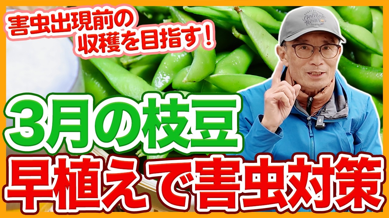 家庭菜園や農園の枝豆栽培は早植えで害虫対策！無農薬で栽培するコツと枝豆の育て方！【農家直伝】