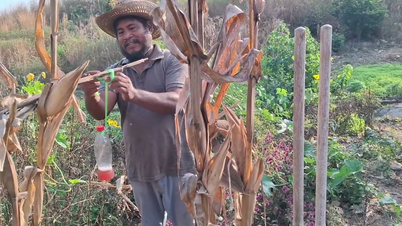 Estas trampas son muy efectivas contra el gusano barrenador 