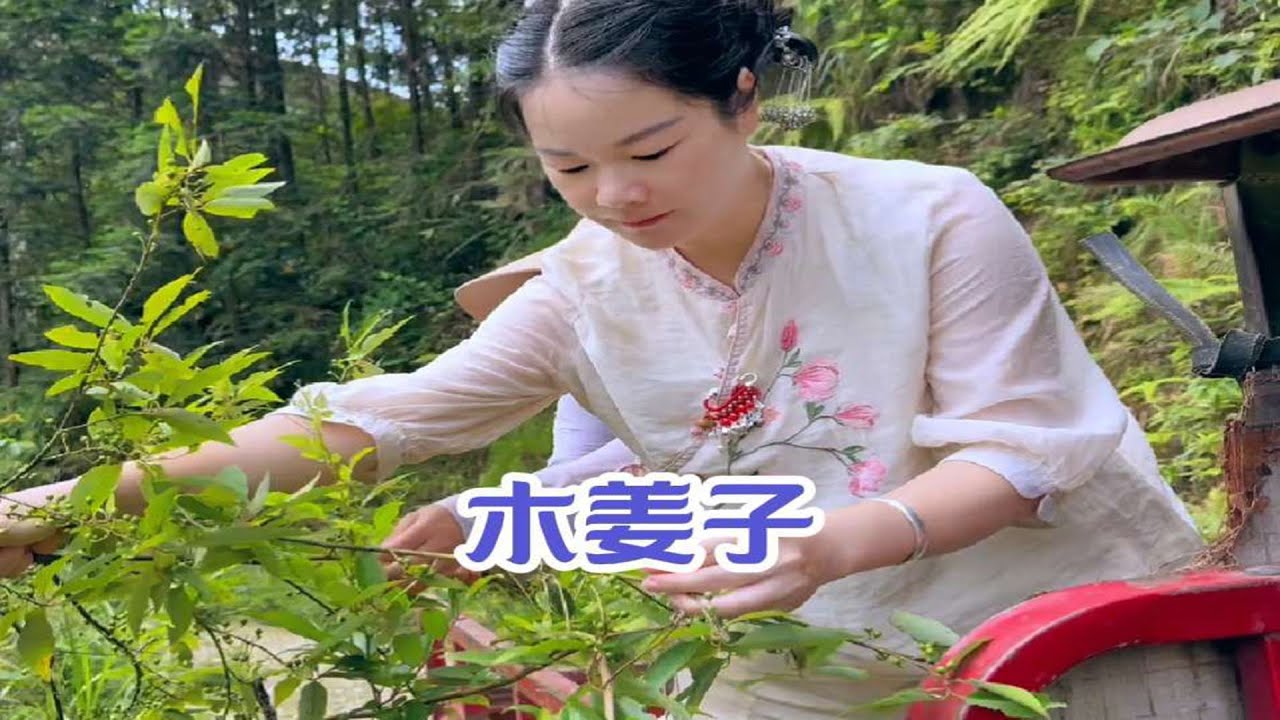 今天天公作美，老表拉秋子进山找木姜子，收获很多，回家做了一大锅木姜子辣椒酱，好吃极了