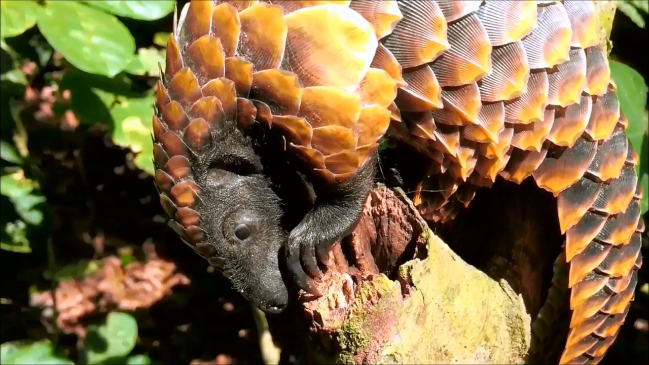 CZEGO NIE MÓWI ŁUSKOWIEC (PANGOLIN) - Zwierzęta Bez Tajemnic #2