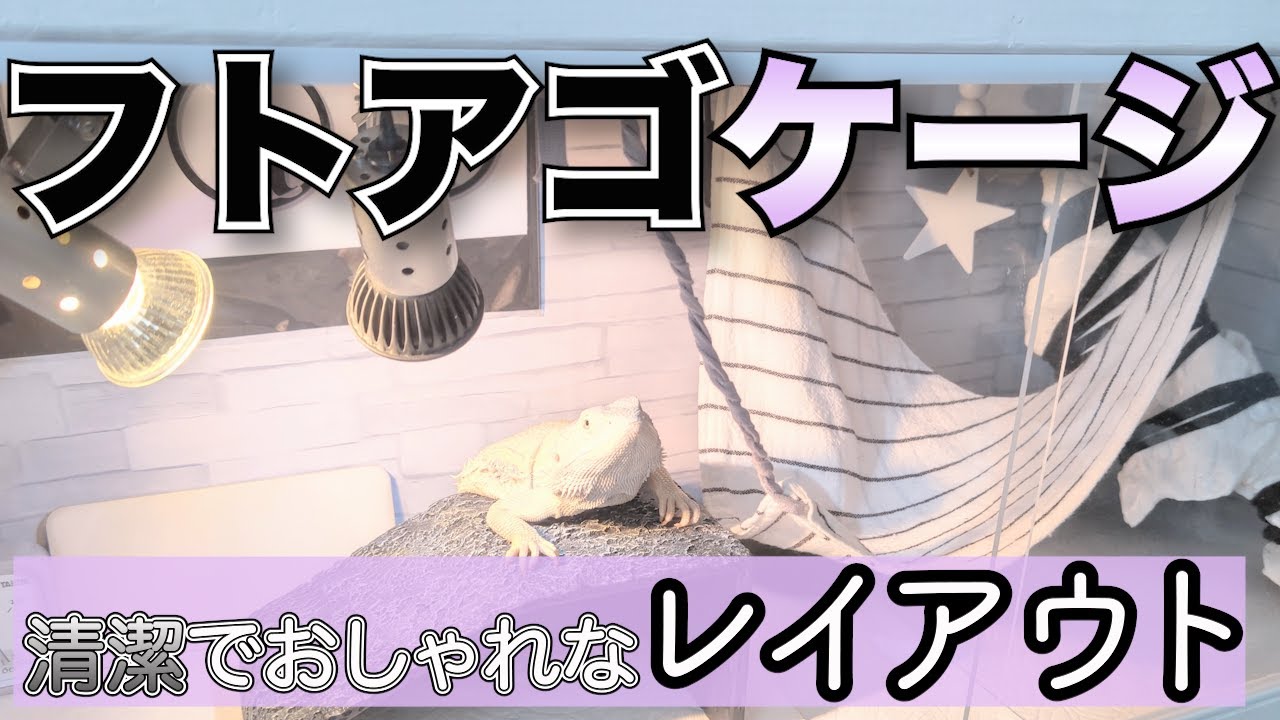 清潔でおしゃれなフトアゴケージレイアウト