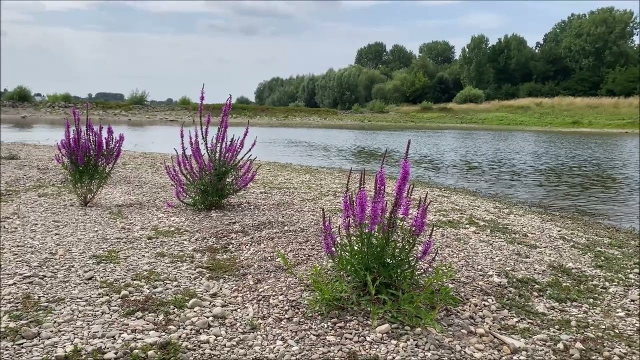 Der ewige Fluss des Lebens - Harfenimprovisation zum Entspannen und Träumen