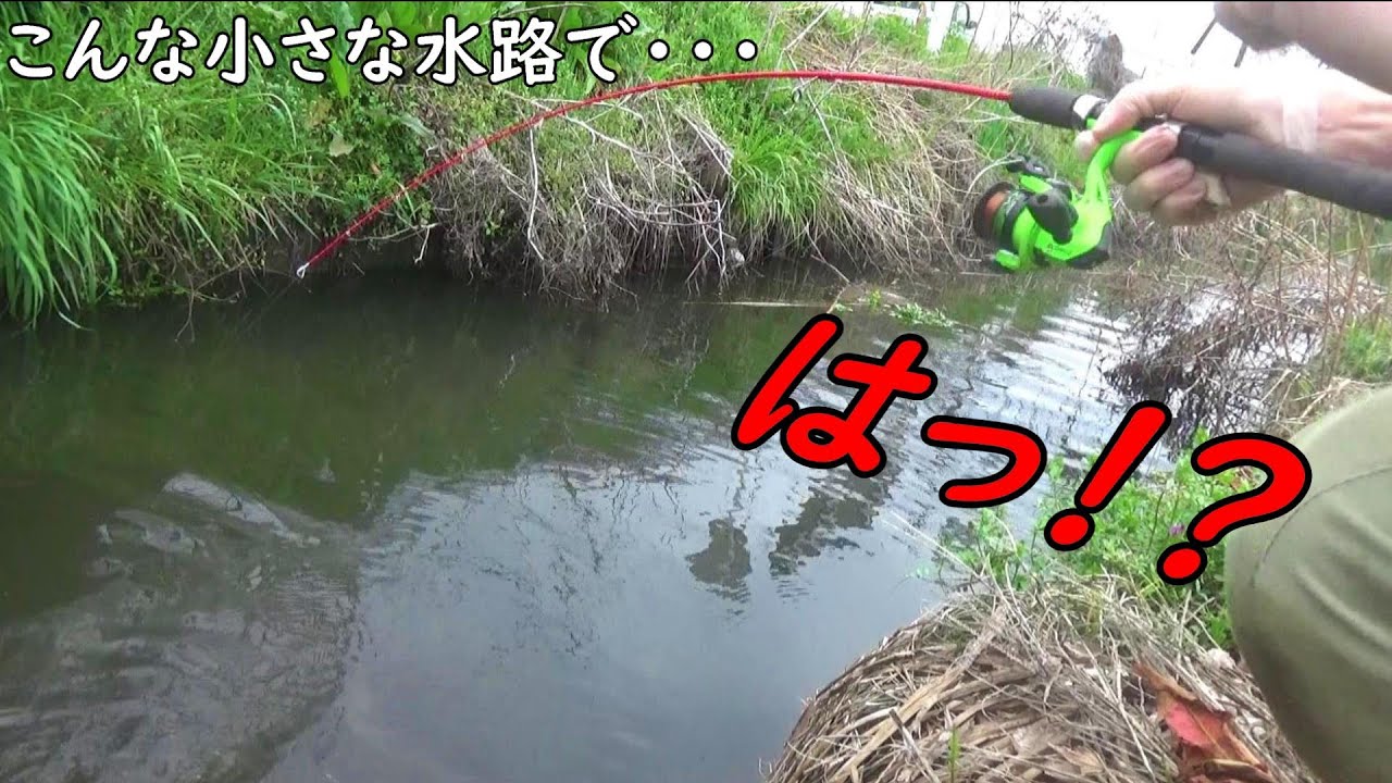 【新記録】デカ過ぎるデカ過ぎるデカ過ぎるデカ過ぎる！！こんな水路で釣れるサイズじゃない