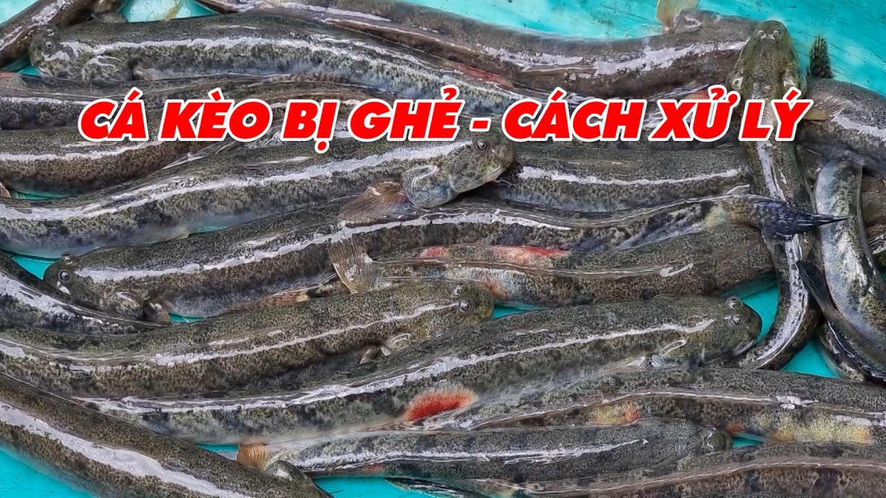 Quy trình nuôi cá kèo thâm canh và Cách trị bệnh ghẻ trên cá kèo | Thủy sản