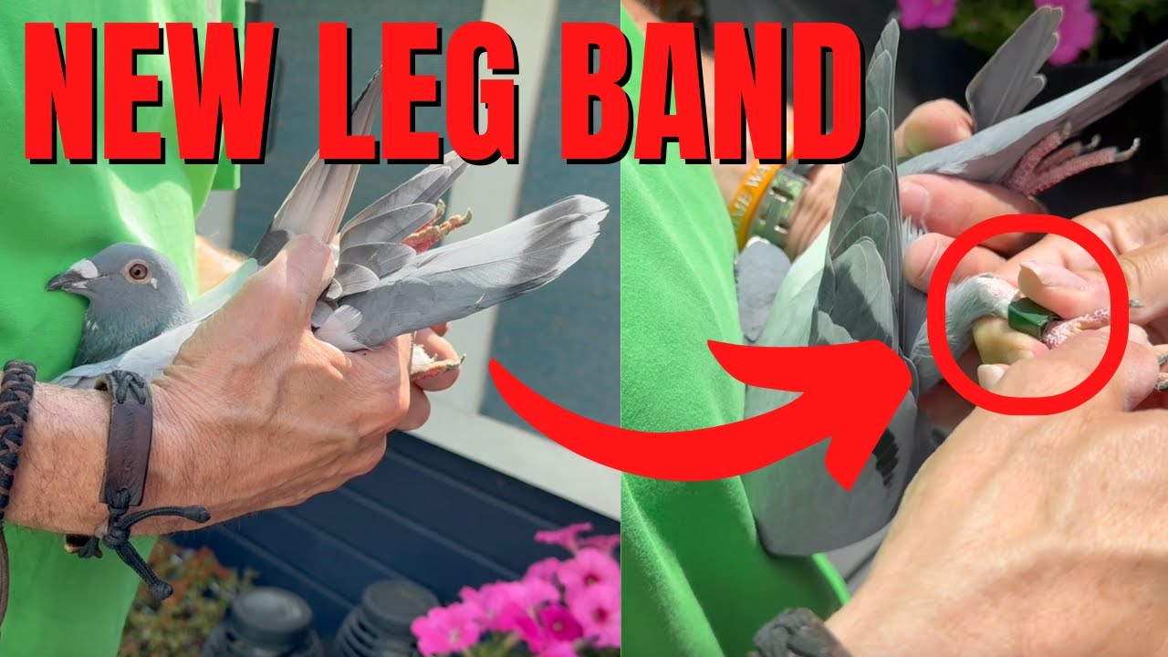 HOW TO Put a Chipping Leg Band on a Racing Pigeon