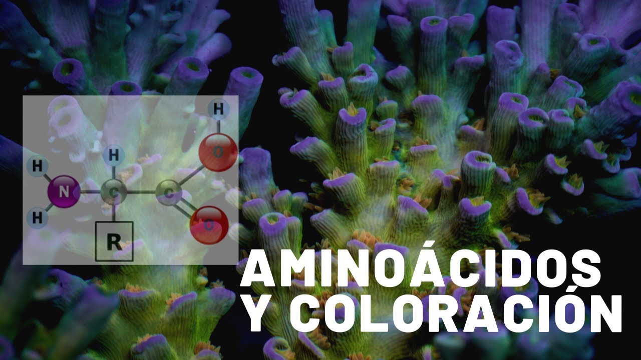 Aminoácidos y Coloración