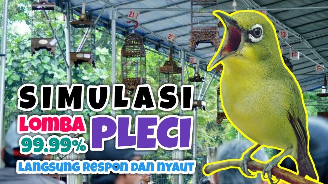 SIMULASI LOMBA BURUNG PLECI, TERAPI UNTUK MELATIH MENTAL PLECI