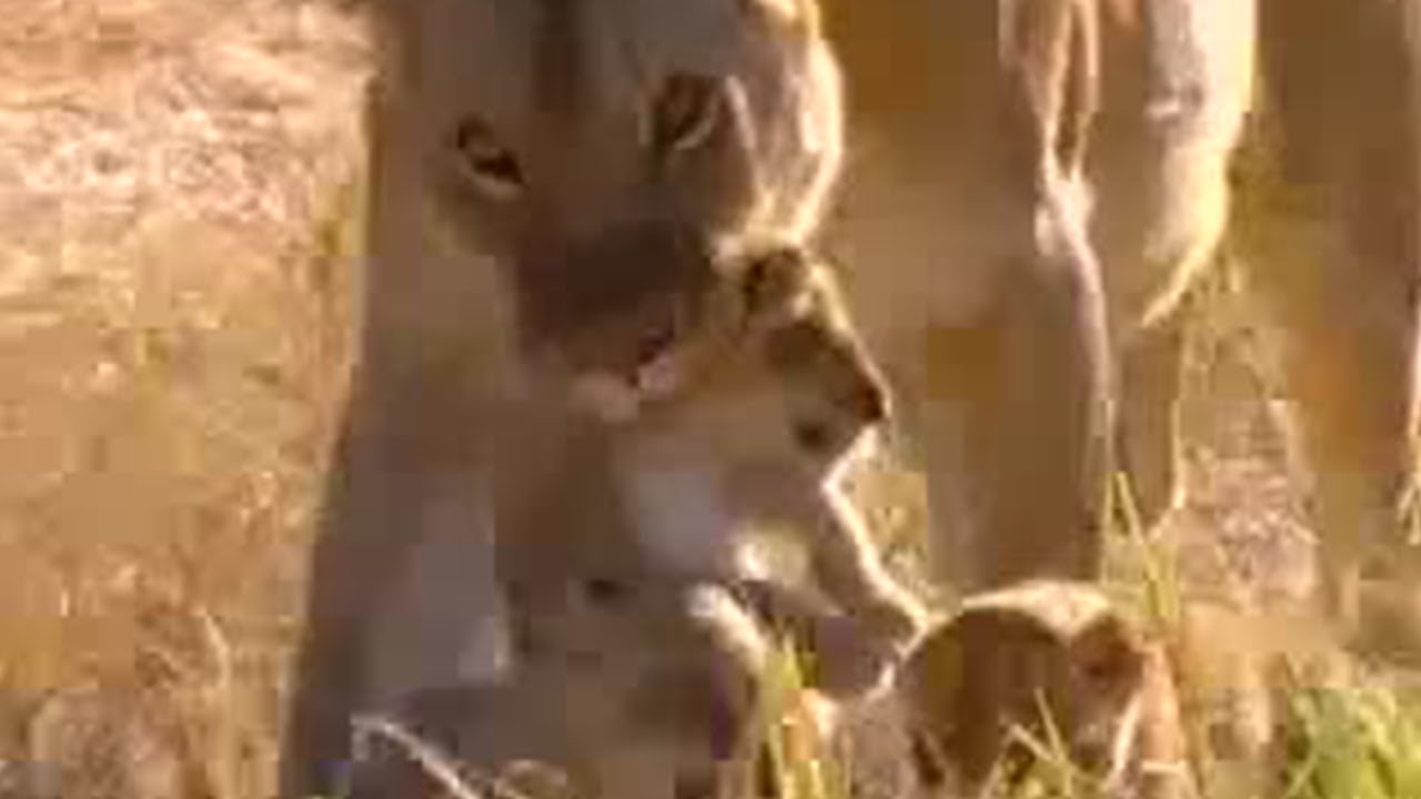 Lion Cubs Fight for Survival | BBC Studios