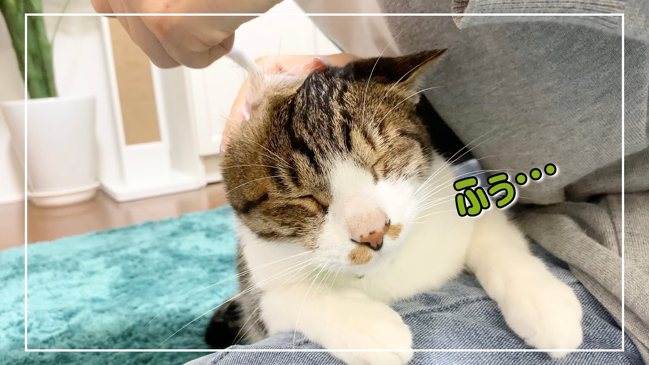 キジ白猫君のお耳メンテしてる時とやめた時の落差が激しすぎました。笑【4K猫動画】