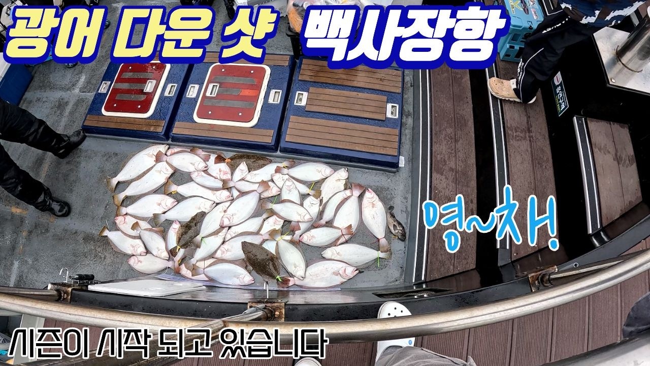 백사장항 4월 11일 광어 다운 샷 [영차호]