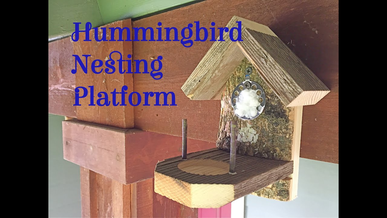Hummingbird Nesting Platform