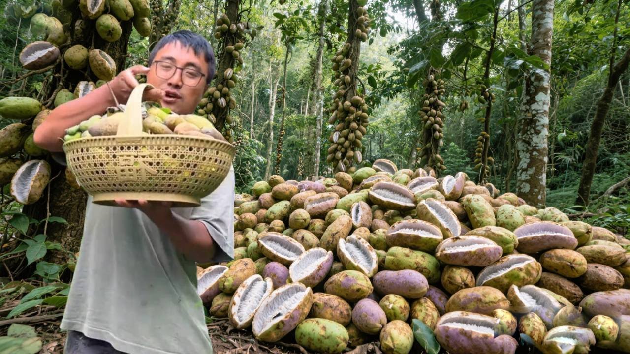 天气凉爽，冬宝和老爸去山上摘八月瓜，摘了一大筐太爽了！#农村生活#八月瓜