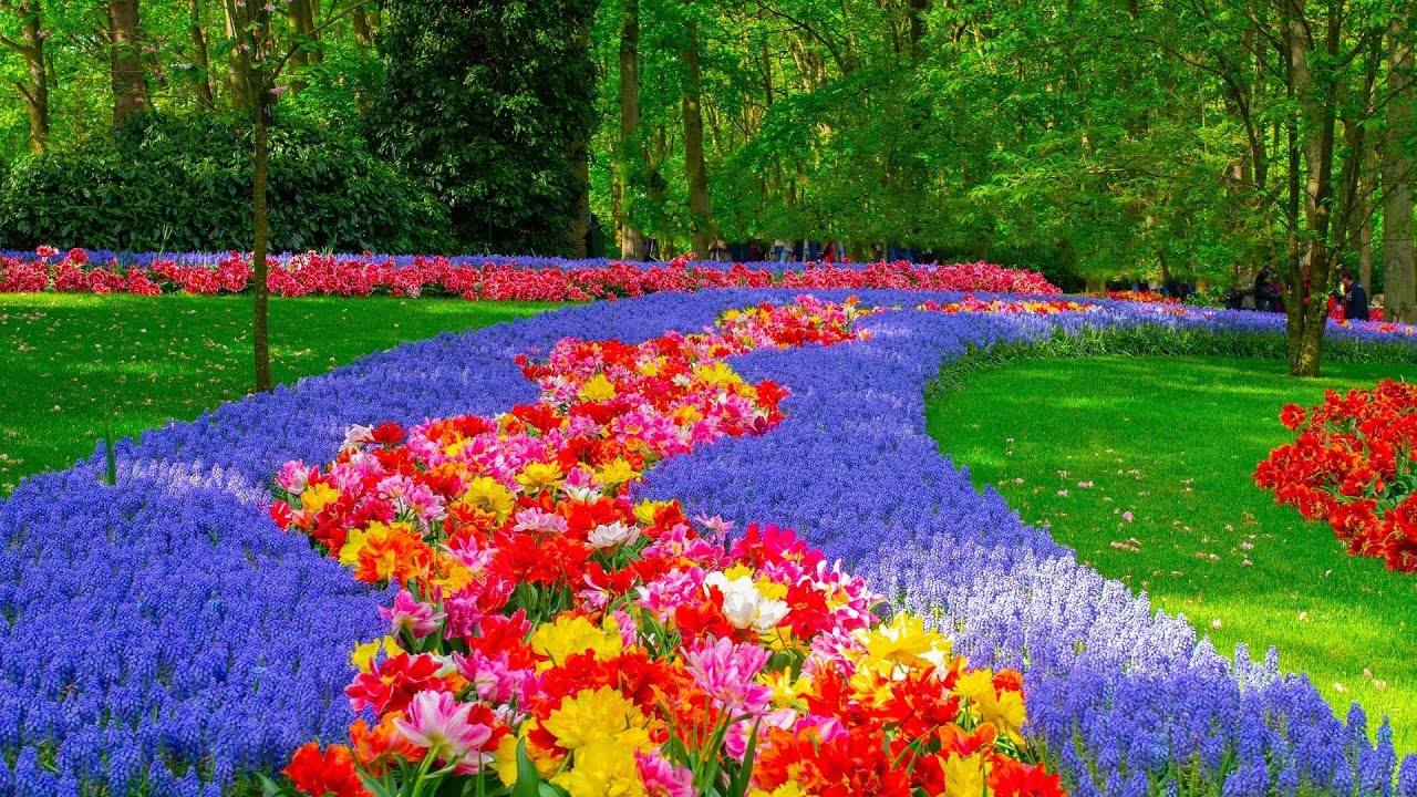 Кекенхоф - королевский парк цветов, Голландия / Keukenhof - the royal flower park, Netherlands