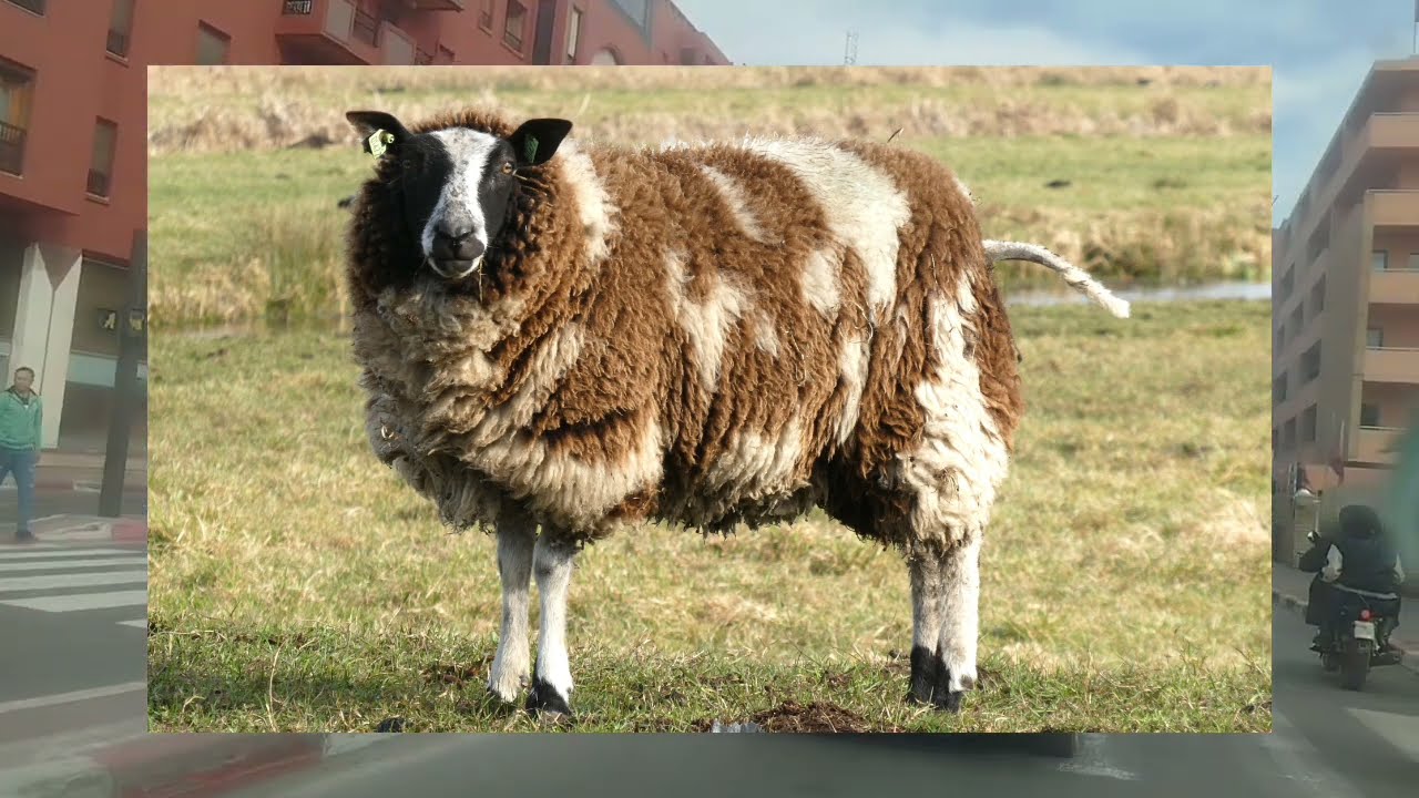 فيديو عاجل 🚨 كواليس خوسيفينا البهجة...