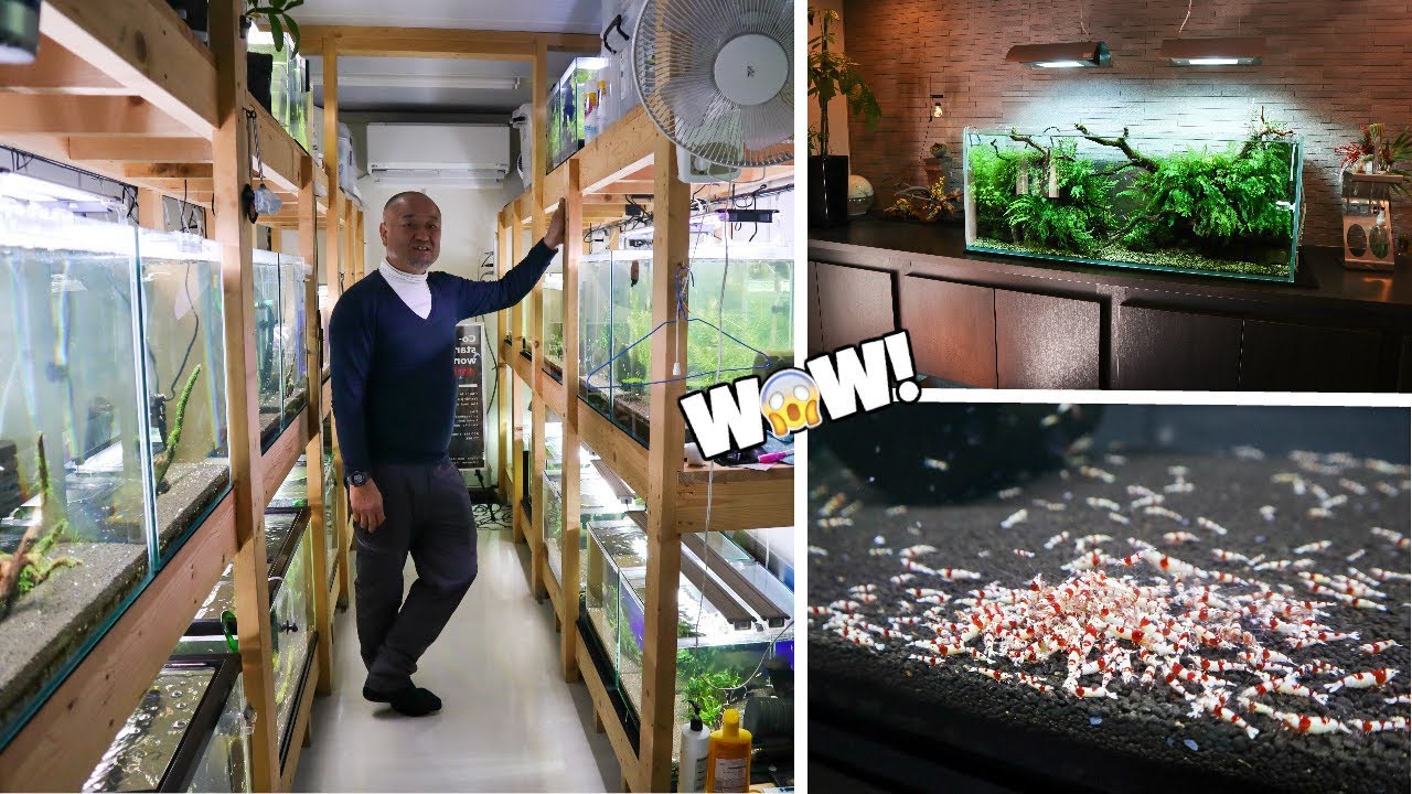 Shrimp Breeders STUNNING Crystal Red Shrimp Room and ADA Aquascaped Home Aquarium - BEAUTIFUL!!