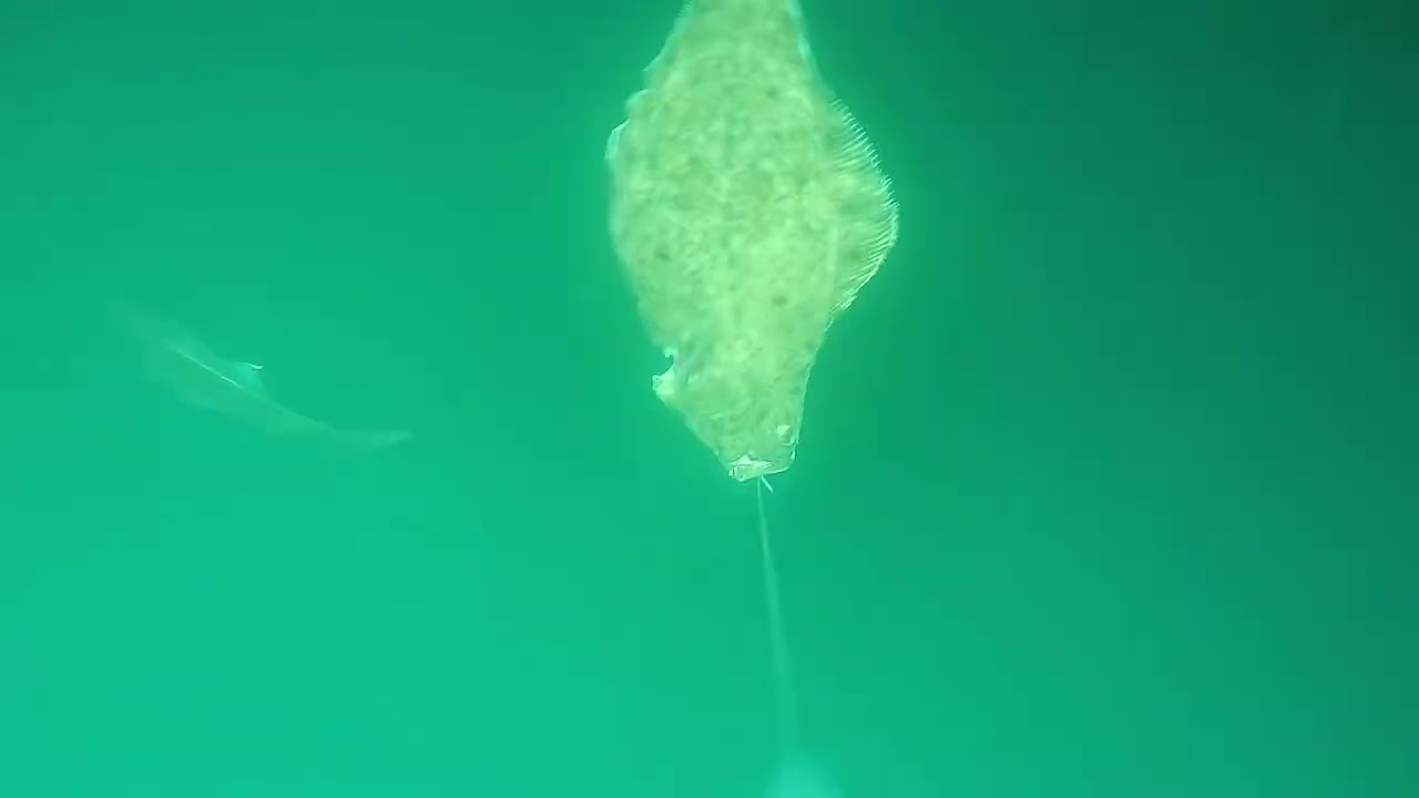 Heilbutt Livebiss Unterwasser - Angeln in Norwegen - Halibut Fishing